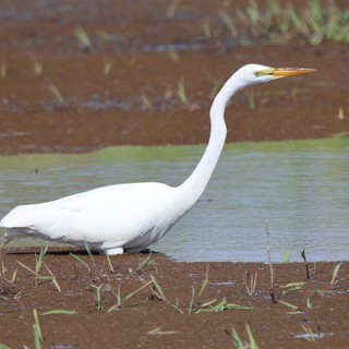 Great Egret Wading in Shallow Wetland Waters