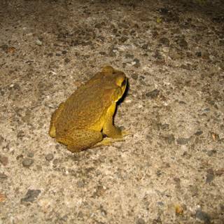 Yellow Frog's Concrete Perch