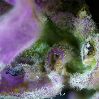 Extreme Macro: Purple Cannabis Flower Trichomes Up Close