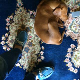 Furry Friend on a Blue Carpet