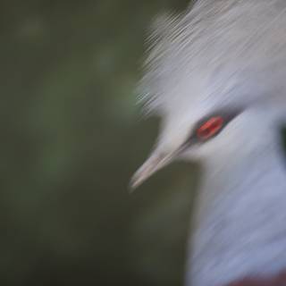 Red-Eyed Crane Bird