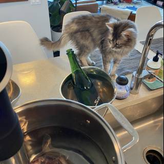 Curious Cat in the Kitchen