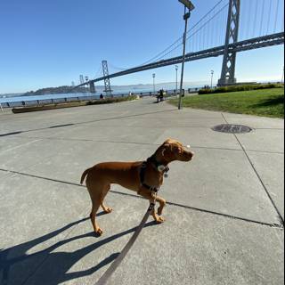 Vizsla on a Stroll