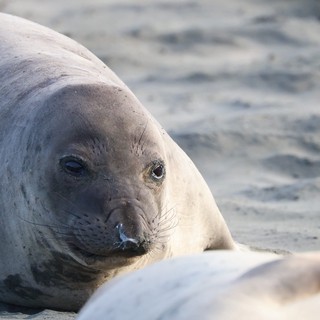 Northern Elephant Seal Pup Close-up at Drakes Beach