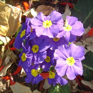 Graceful Cluster of Purple Geraniums