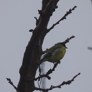 Yellow-Green Bird Perched on Bare Winter Branch