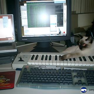 Cat Takes Over Keyboard
