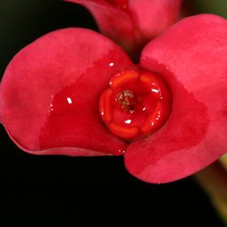 Red Begonia Flower with Water Droplets