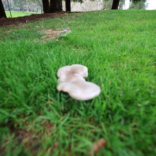 White Mushrooms Growing in Lush Green Grass