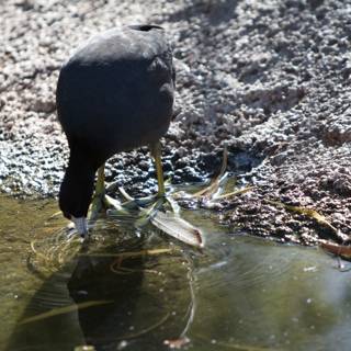 Blackbird Drinking from Pond
