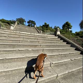A Canine's Ascent