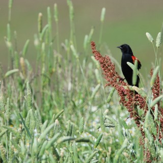 Red-winged Blackbird Perched Among Marsh Grasses