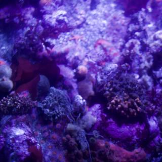 Purple Luminescence: Monterey Bay's Coral Reef