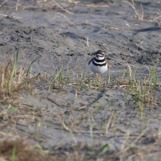 Killdeer Plover on Muddy Ground at Drakes Beach
