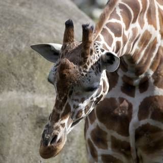 Majestic Giraffe at SF Zoo