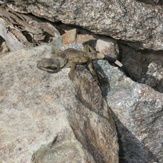 Lizard Perched on Rocky Outcropping