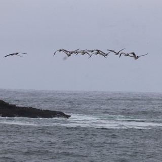 Pelicans in Formation Over Rugged Pacific Coastline
