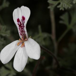 Beautiful Geranium Blossom