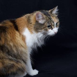 Purrfectly Calico