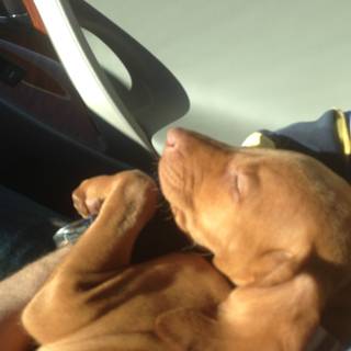 Sleepy Hound in Car Seat