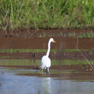 Great Egret Wading in Shallow Wetland Waters