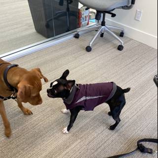 Canine Playtime in the Office
