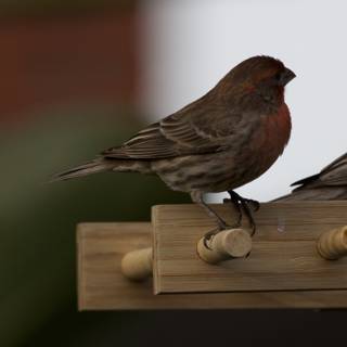 Backyard Companions