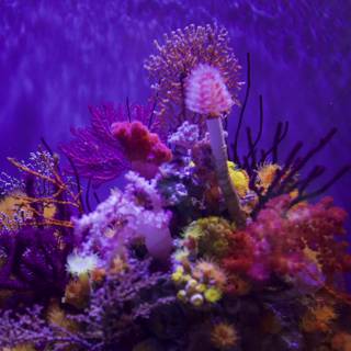 Colorful Coral Reef in Purple Waters