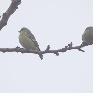 Two Goldfinches Perched on Winter Branch