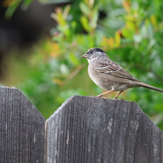 Golden-Crowned Sparrow Perched on Weathered Fence