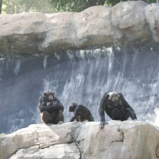 Monkeys at the Waterfall