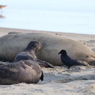Elephant Seals Resting with Crow at Drakes Beach