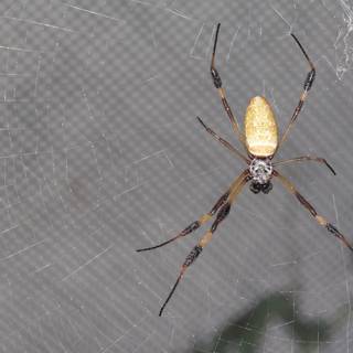 The Garden Spider on its Web