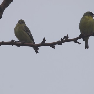 Two Greenfinches Perched on Winter Branch