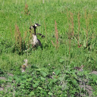 Canada Goose with Goslings in Yolo Wetlands