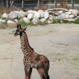 Tall and Majestic: A Giraffe at the Zoo