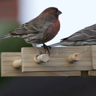 Chirping Companions