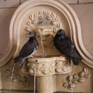 Two Birds Sipping from Downtown Fountain