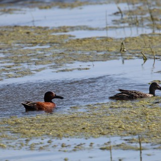 Cinnamon Teal Pair in Shallow Wetland Habitat