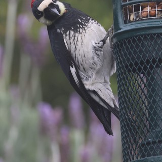 Acorn Woodpecker Feeding at Garden Bird Feeder