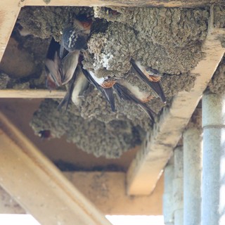 wetlands wildlife area, bridge underside