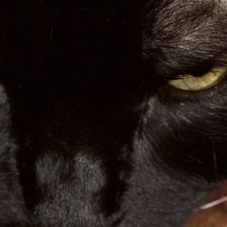 Mesmerizing Yellow-Eyed Black Cat
