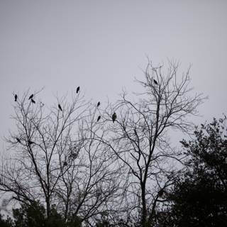 Silhouette of 16 Blackbirds Perched on a Wintry Tree