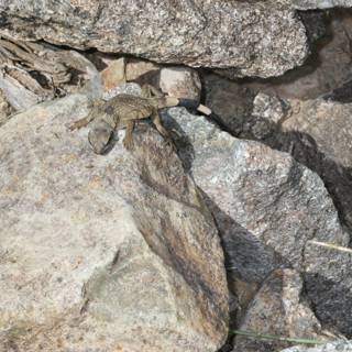 Lizard Perched on Rocky Outcrop