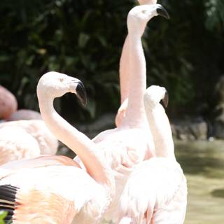 Flamingo Flock at the Zoo