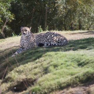Majestic Cheetah on Hillside