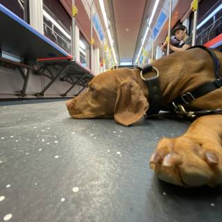 Subway Canine Companion