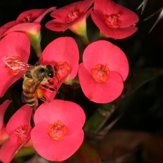 Busy Bee on Pink Geranium