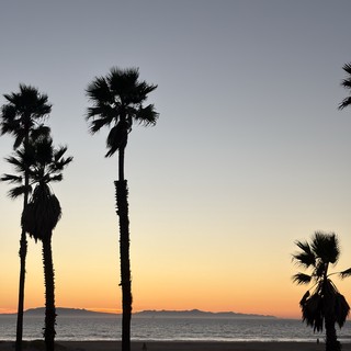 Palm Trees at Dusk on Tranquil Beach