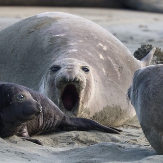 Elephant Seal Mother Vocalizing at Drakes Beach